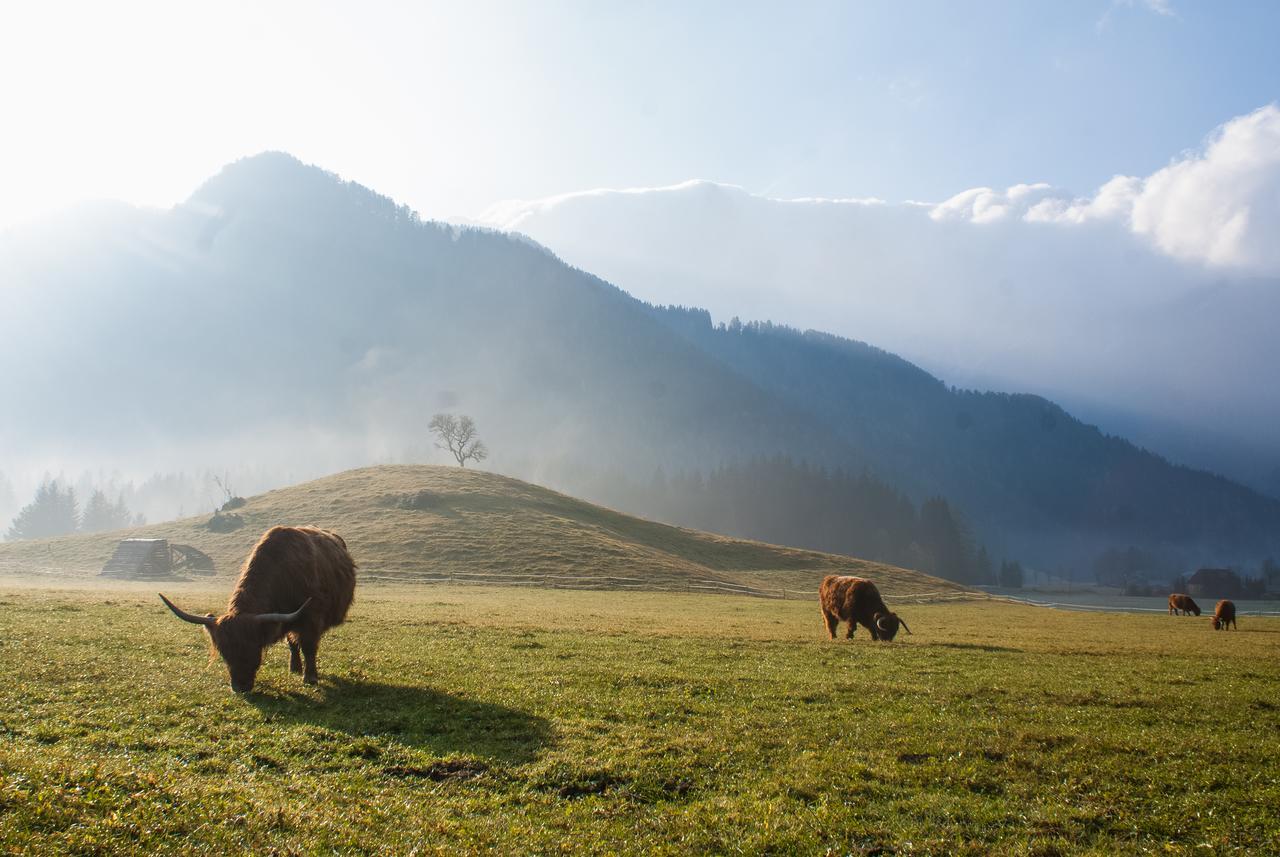Camping & Glamping Jezersko Ex Cvet Gora Eksteriør bilde